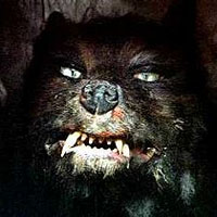 Horror, racconti, libri, film, dvd, videogiochi
